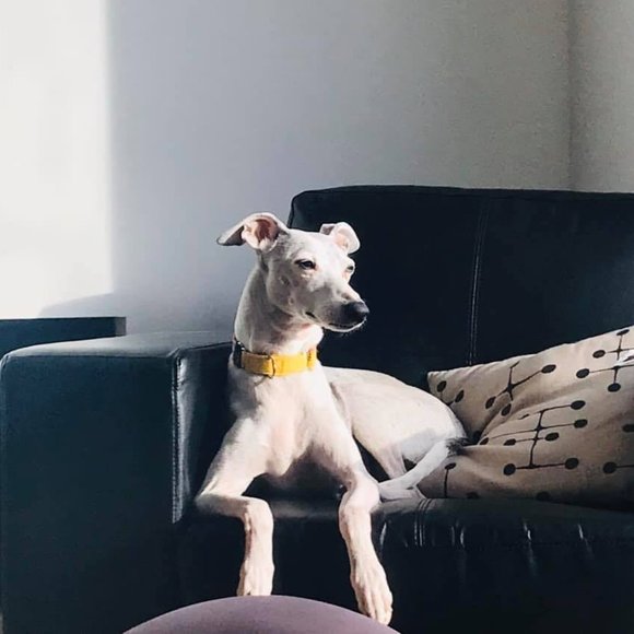 Melissa in Alaska ♥ FASTDOGS - Picture 1 of 14